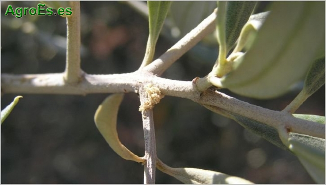 Barrenillo del olivo, barrenillo de l’olivera - Phloeotribus scarabaeoides