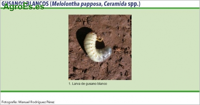 Gusanos blancos en Olivo - Melolontha papposa, Ceramida spp.