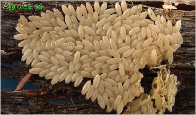 Castañeta de la vid, Vesperus xatartii