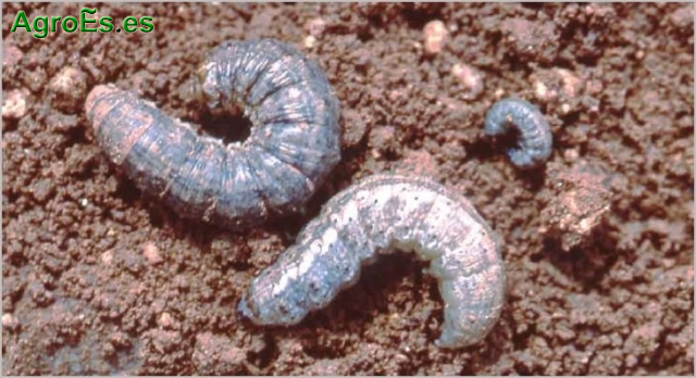 Gusanos Grises en Vid, Agrotis, Autographa, Mamestra, Noctua, Spodoptera
