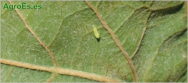Mosquito verde en Vid, Empoasca vitis, Jacobiasca lybica, su Lucha y Control Integrado