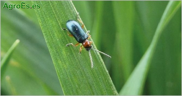 Crisomélido del cereal, Oulema melanopa