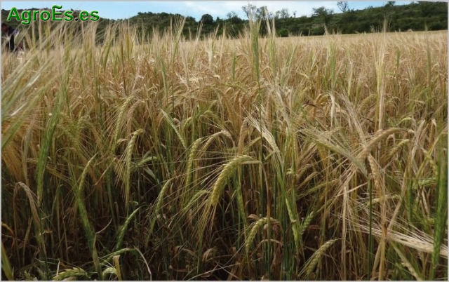 Nematodo de la espiga de cereales, Anguina