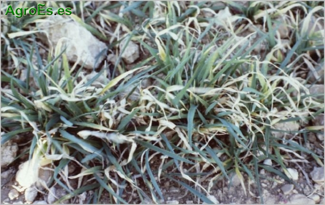 Mosquito del Cereal, Mayetiola destructor, mimeuri y avenae