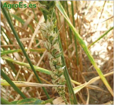 Caries o tizón del trigo, Tilletia caries, ataca los granos de trigo y sus efectos son visibles al final de la temporada, siendo los granos pequeños y oscuros debido a la desnutrición y a la presencia del hongo.