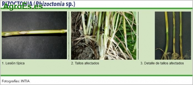 Rizoctonia de cereales, Rhizoctonia sp.