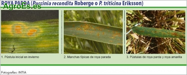Roya parda de cereales, Puccinia triticina, P. recondita