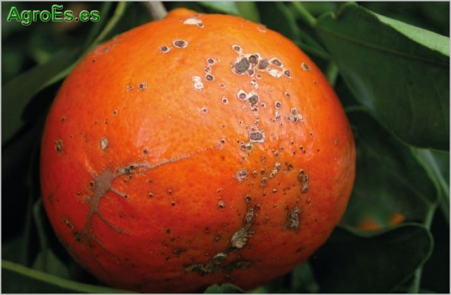 Mancha marrón de las mandarinas,Alternaria alternata
