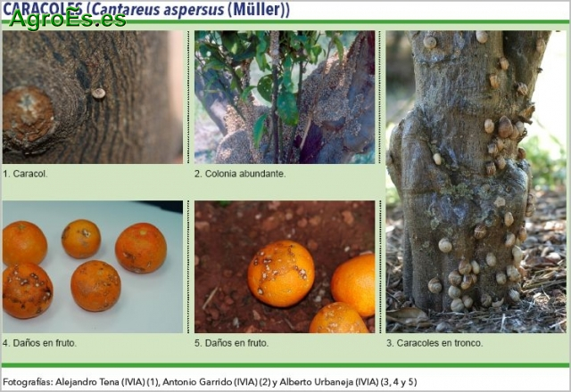 Caracoles y babosas en Cítricos, Catareus aspersus