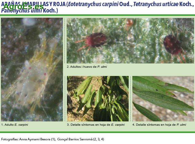 Arañas Amarilla y Roja, Eotetranychus carpini Oud., Tetranychus urticae Koch., Panonychus ulmi Koch