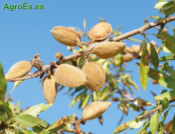 Avispilla, Eurytoma amygdali Enderlein - Plagas del Almendro