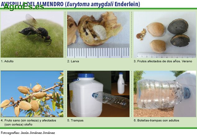 Avispilla, Eurytoma amygdali Enderlein - Plagas del Almendro