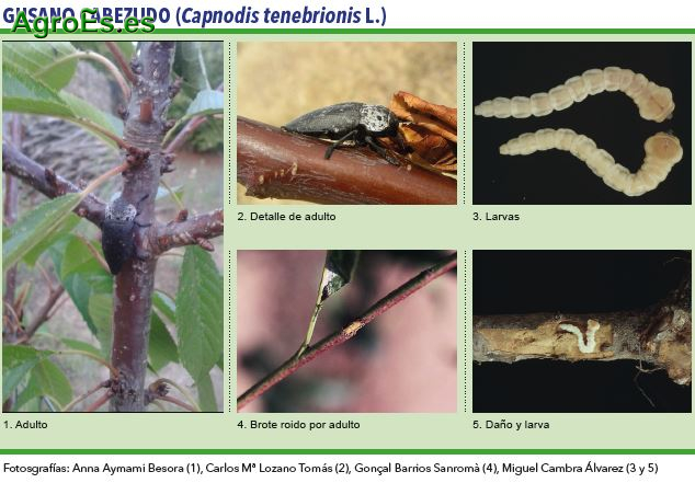 Gusano cabezudo, Capnodis tenebrionis L. - Plagas del Almendro