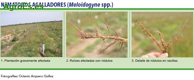 Nematodos agalladores, Meloidogyne spp. - Plagas del Almendro