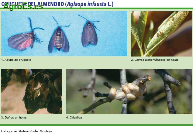 Orugueta, Ectomyelois ceratoniae Zeller - Plagas del Almendro