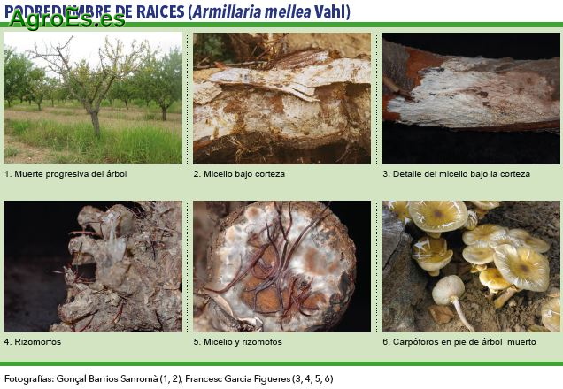 Podredumbre de raices, Armillaria mellea Vahl 