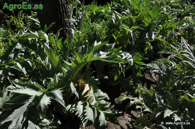 Abonado de Cultivos Hortícolas - Épocas y momentos de aplicación de los fertilizantes