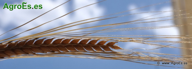 Recomendaciones de Abonado de Cebada - Fertilización