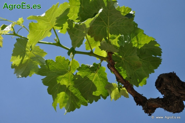 Bobal es una variedad de uva tinta.