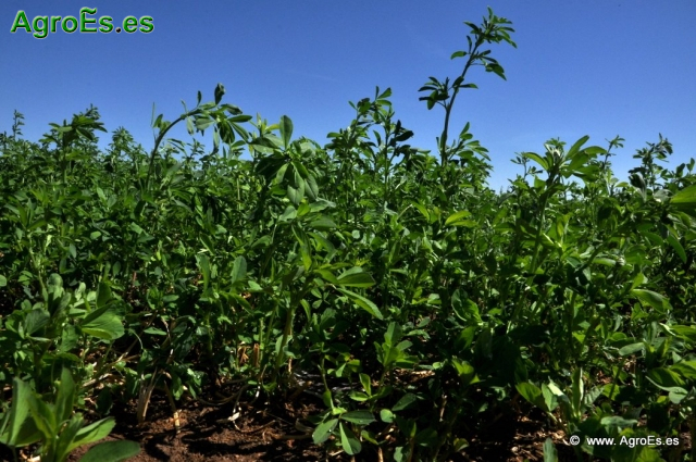 El Nitrógeno en fertilización de los cultivos forrajeros y recomendaciones de abonado nitrogenado
