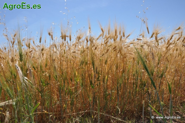 Control de Malas Hierbas en Agricultura Ecológica de Cereales de Secano
