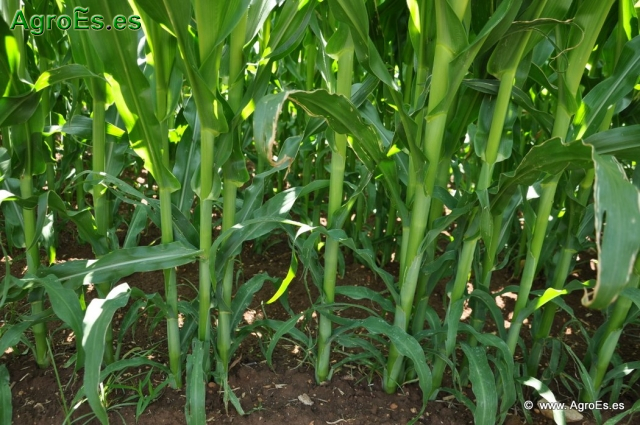 Maíz fuente de los nutrientes - Procedencia de los macroelementos y microelementos