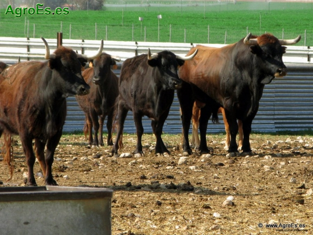 Fotos de ganaderías  toros bravos 