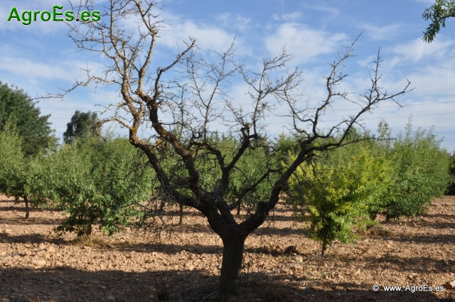 Métodos compatibles con la agricultura ecológica para el control del Tigre del Almendro o Chinche del Almendro, Monosteira unicostata Mulsant & Rey 1852.