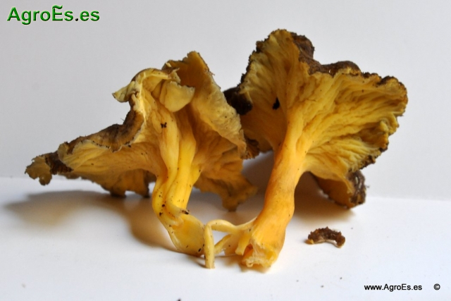 Cantharellus Lutescens