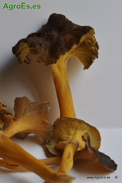 Cantharellus Lutescens