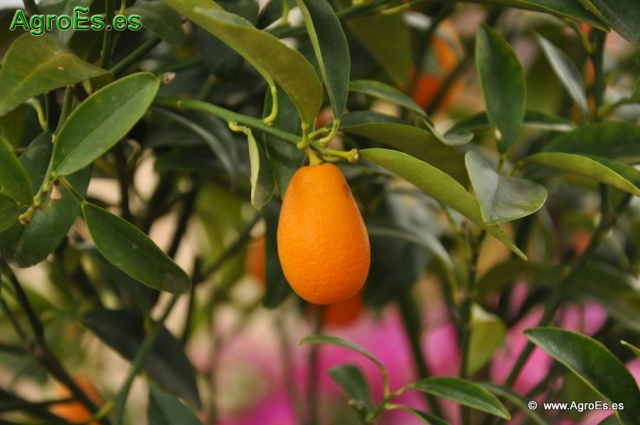 Citrus Japónica_4