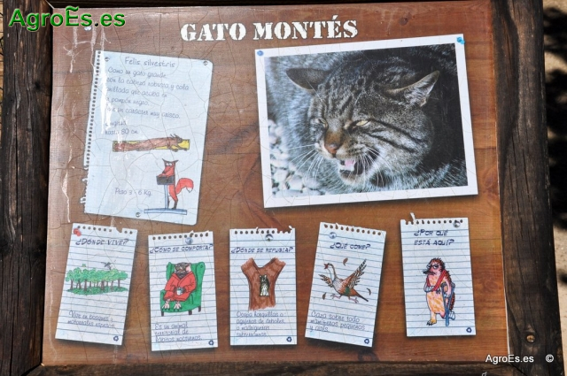 Gato Montés
