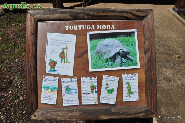 Tortuga Mora