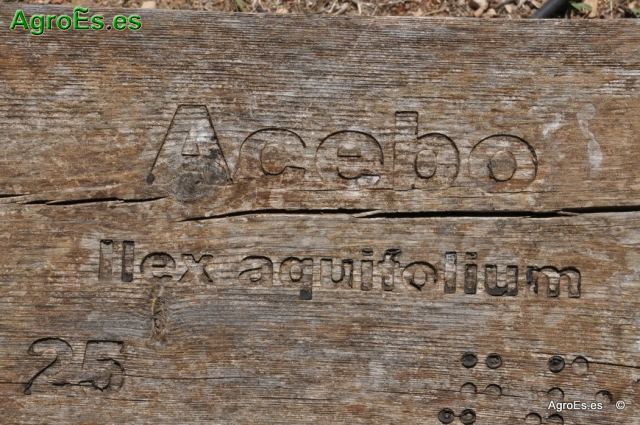 Acebo Ilex Aquifolium