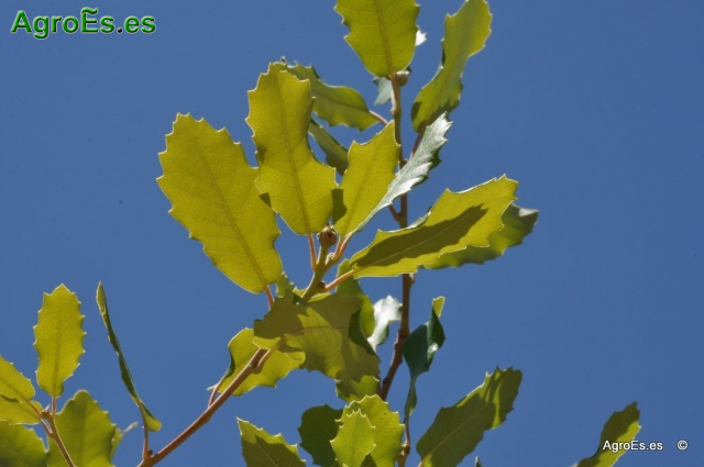 Quejigo Quercus Faginea