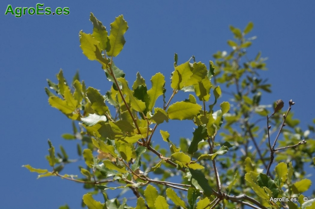 Quejigo Quercus Faginea