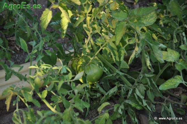 Tomates cultivos