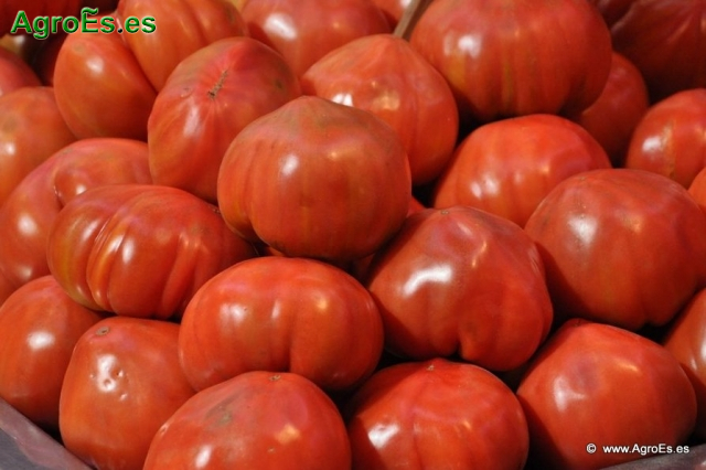 Tomates recolectados
