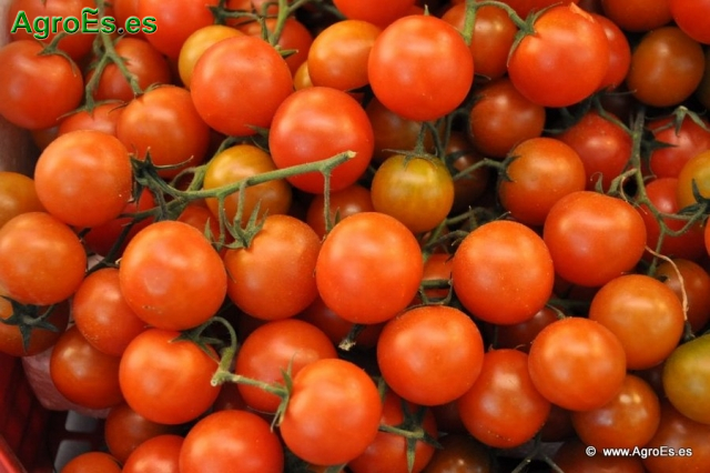 Tomates recolectados