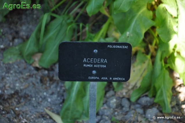 Acedera_7