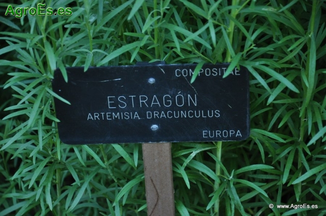 Astragón_1