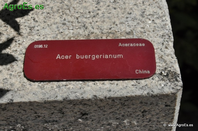 Acer Buergeranium_1