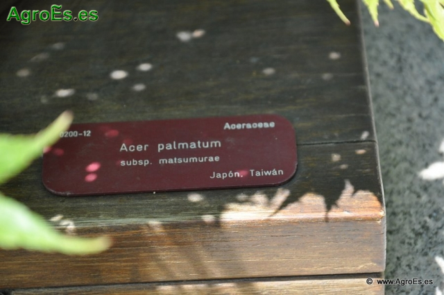 Acer Palmatum_1