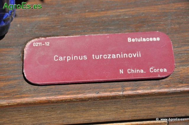 Bonsái Carpinus Turczaninovii_1