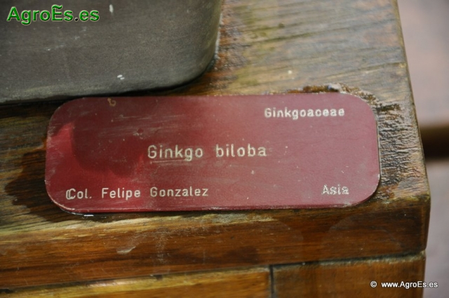 Bonsái Ginkgo Biloba_1