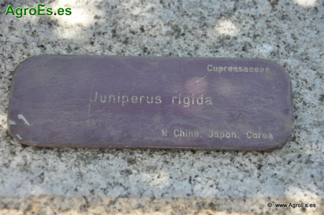 Bonsái Juniperus Rígida_1