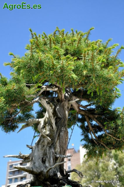 Bonsái Juniperus Rígida_4