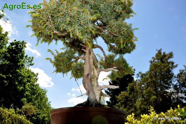 Bonsái Juniperus Rígida_5