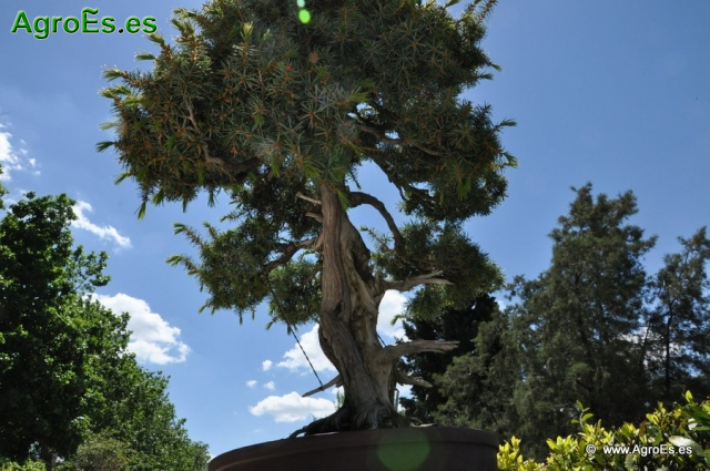 Bonsái Juniperus Rígida_6