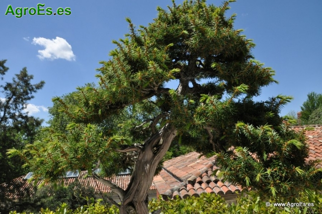 Bonsái Juniperus Rígida_7